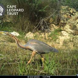 Purple heron
